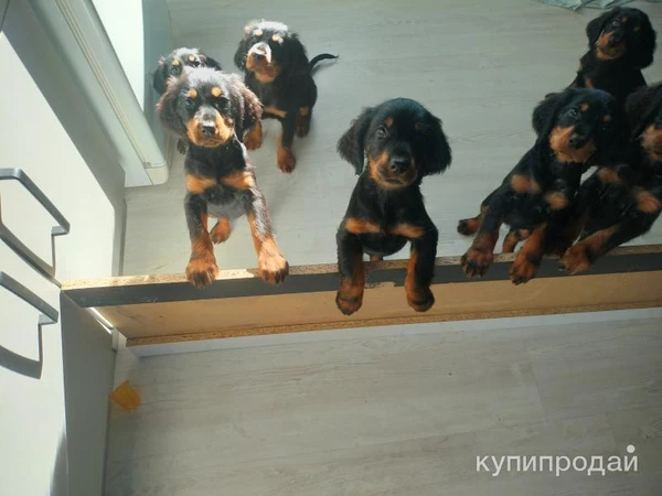 Фото Щенки Шотландского сеттера