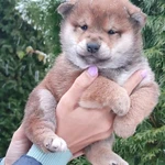 Фото №2 Сиба ину