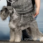 Фото №2 цвергшнауцер - жених приглашает дам