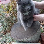 Фото №3 В добрые руки