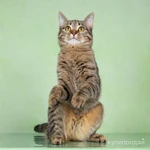 Фото №4 Кошечка в добрые руки