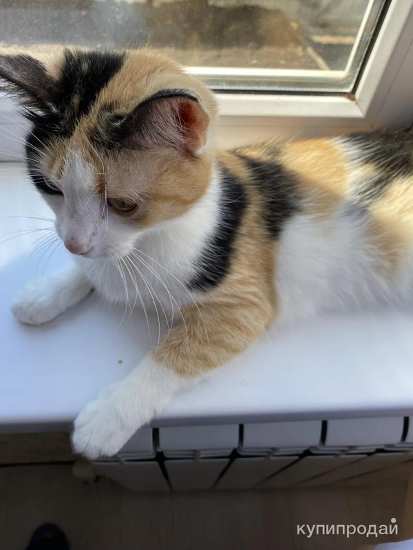 Фото Кошечка Эмма