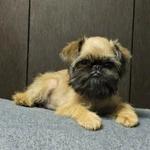 Фото №2 Щенки брюссельского гриффона