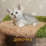 Фото №3 Британская малышка серебристая шиншилла