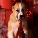 Фото №4 Шикарный щенок алабая