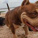 Фото №5 Купирование ушей Санкт-Петербург и Лен. Обл.