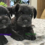 Фото №2 Щенки цвергшнауцера