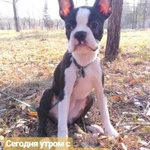 Фото №4 Передержка животных (зоогостиница), котоняня