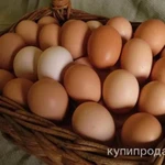 фото Домашние яйца