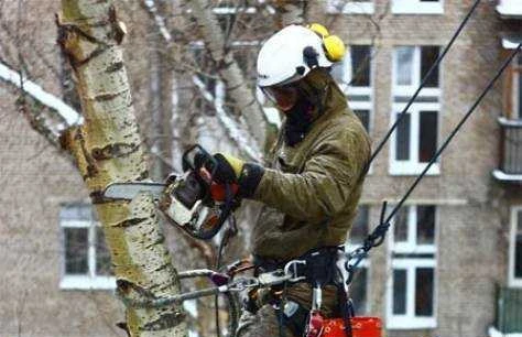 Фото Спил деревьев, расчистка участков