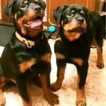 Фото №5 Щенки ротвейлера