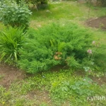 Фото №2 Можжевельник из Канады для ландшафтного дизайна