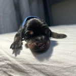 Фото №3 Продаются замечательные щенки породы "Доберман" от титулованных родителей.