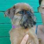 Фото №7 БРЮССЕЛЬСКИЙ ГРИФФОН 4,5 мес.