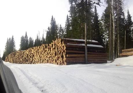 Фото Лес кедр,сосна деловой