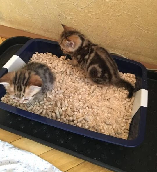 Фото Наполнитель для котят