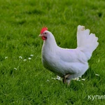 Фото №2 Куры Несушки с доставкой