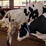 Фото №4 Продажа крс оптом живым весом