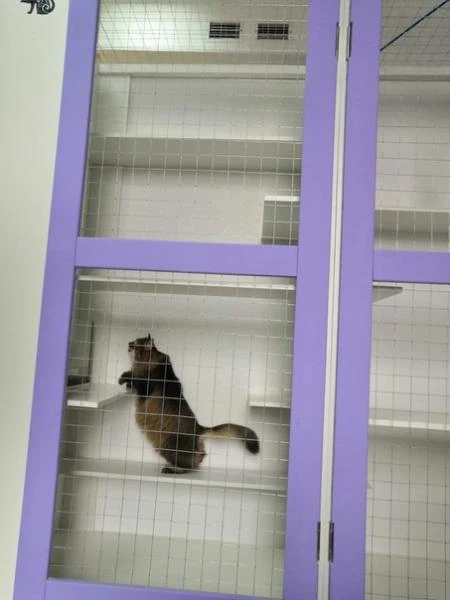 Фото Зоогостиница "Котель"