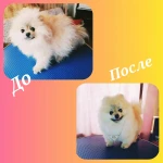 Фото №3 Груминг услуги
