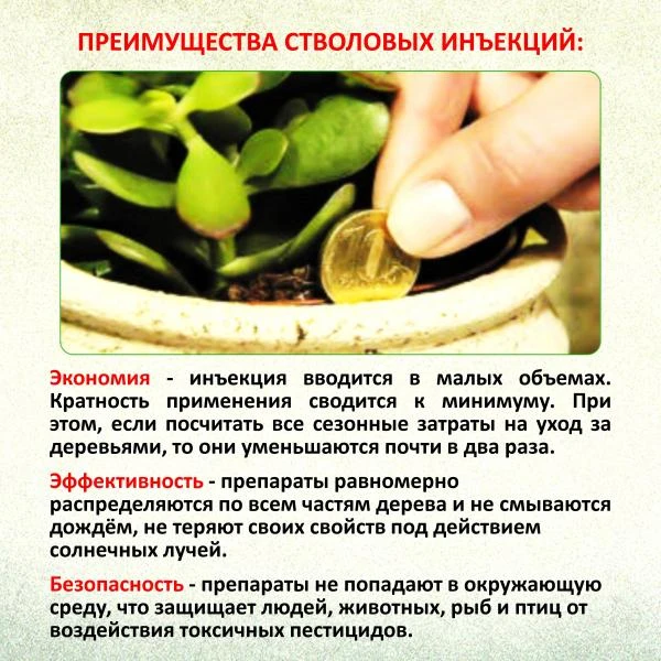 Фото Инъекции Пальмам - уколы против насекомых и болезней