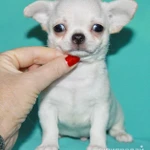 Фото №6 чихуахуа белоснежный мальчик шоу