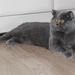 Фото №4 Вязка с Шотландским скоттиш -страйтом 