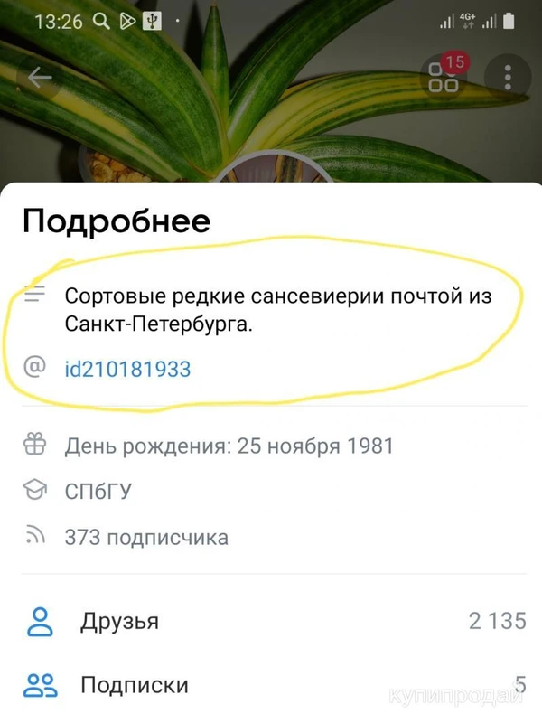 Фото Сортовая сансевиерия Роял Краун Йеллоу вариегата