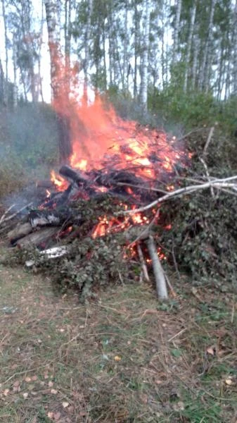 Фото Вывоз веток деревьев мусора