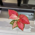 Фото №7 Аглаонема