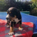 Фото №5 Большой Швейцарский Зенненхунд