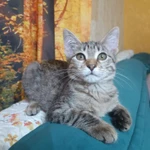 Фото №4 Котенок Нюша в добрые руки