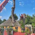 Фото №6 Спилить дерево.Удаление деревьев.Арбористика