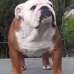 Фото №12 Щенки английского бульдога