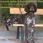 Фото №3 Присмотрю за вашим питомцем на время отпуска
