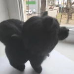 Фото №4 Шпиц черный