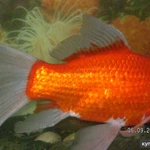 Фото №2 золотая рыба Комета