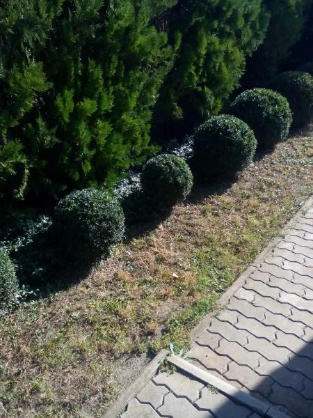 Фото Услуги садовника
