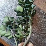 Фото №3 Самшит вечно зелёный. Цена за веточку.