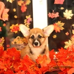 Фото №2 Щенки вельш корги пемброк из дома sheltrok