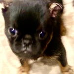 Фото №2 Продам щенка