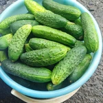 Фото №2 Свежие огурчики