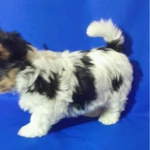 Фото №5 Кукольный не большой мальчик