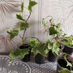 Фото №10 Плющ комнатный Хедера