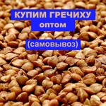 фото Купим гречиху оптом, самовывоз