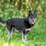 Фото №3 Овчарка в дар