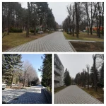 Фото №6 Спил деревьев измельчитель веток 