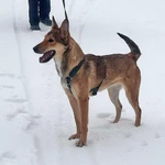 Фото №8 Молодые абсолютно домашние собачки Майра и Онда в добрые руки