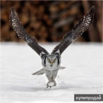 Фото №3 Совы ручные домашние