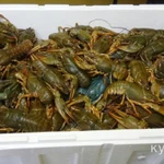 Фото №2 Раки Речные Живые